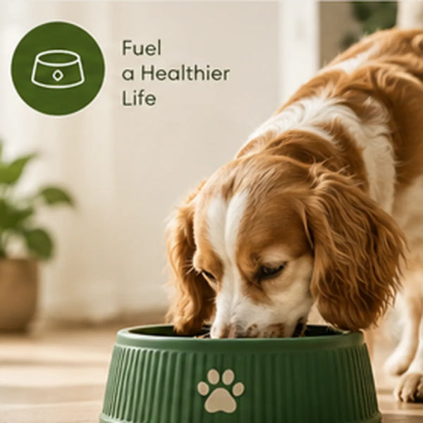 Dog Feeding & Water