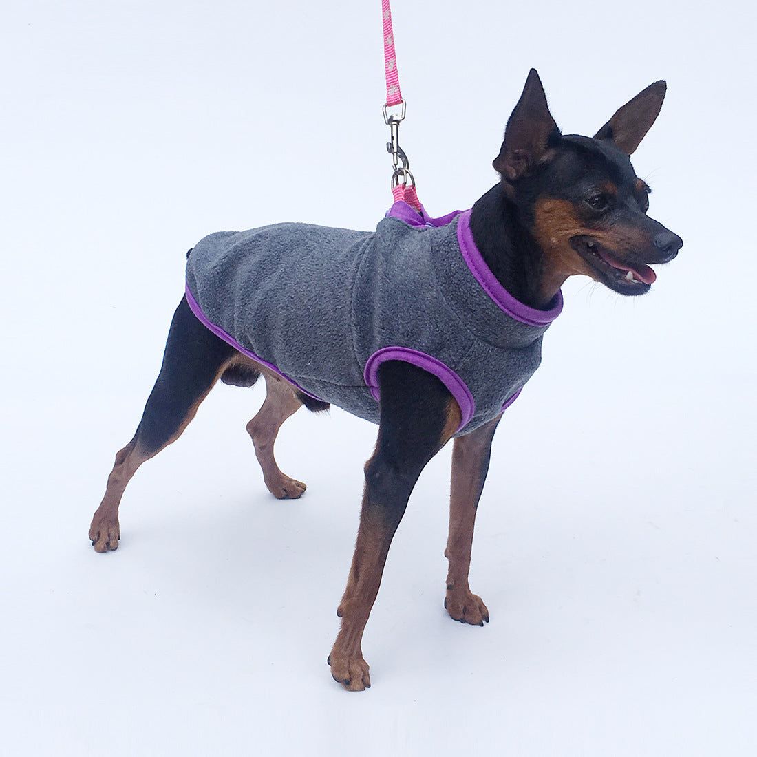 Small dog wearing grey and purple sleeveless fleece vest on a leash