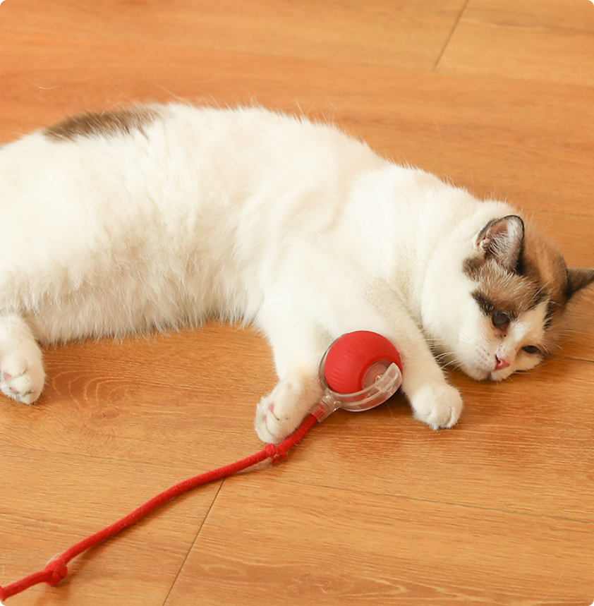 Cat playing with the Comfort Zone Pets smart interactive cat ball toy and its tug rope