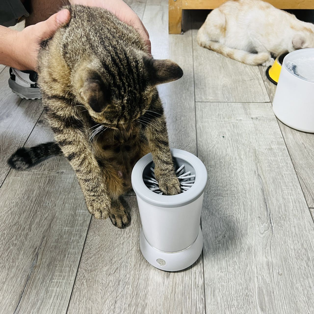 Cat placing a paw into the automatic pet paw cleaner to remove dirt after outdoor activity